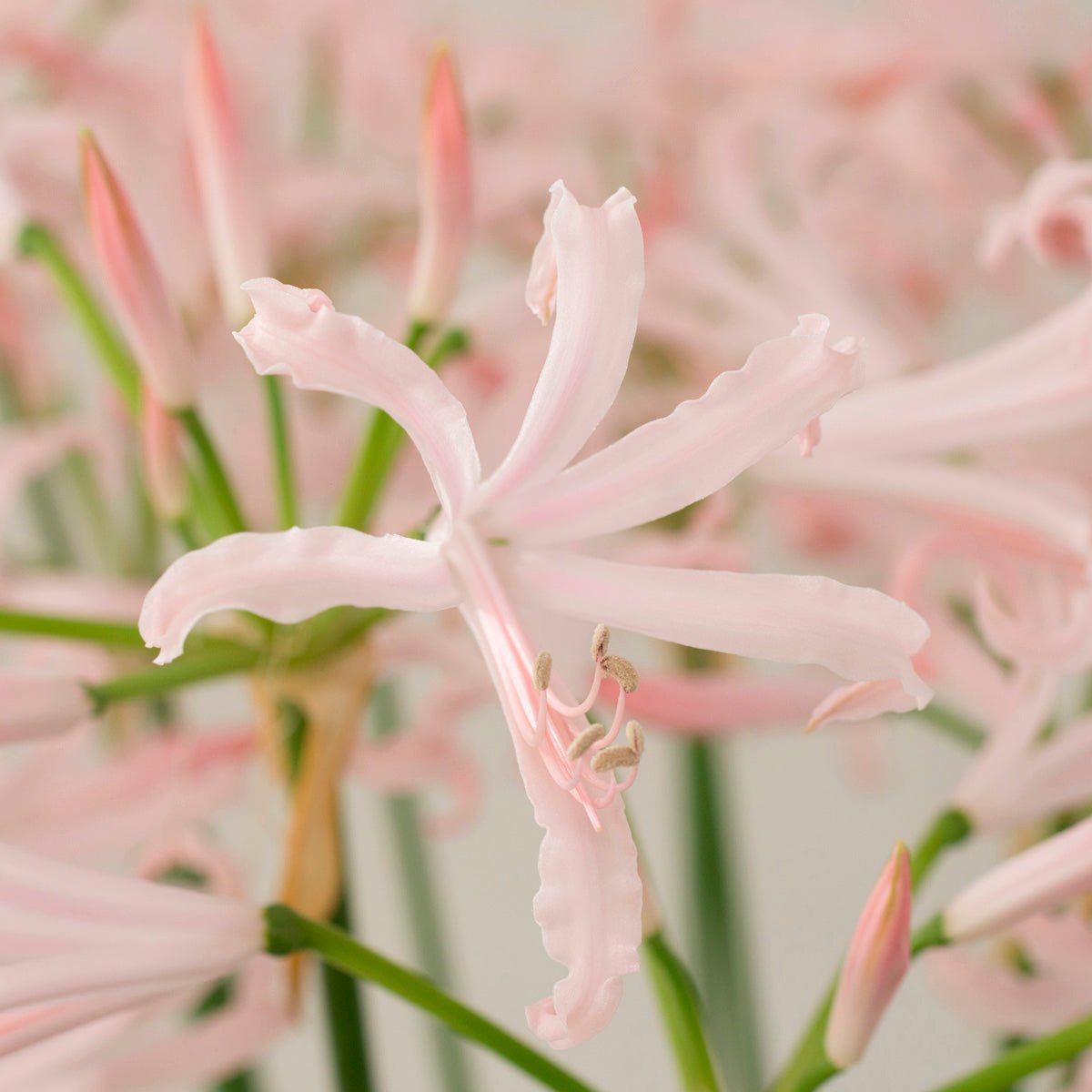 Nerine bowdenii Vesta - roze nerine - Fluwel