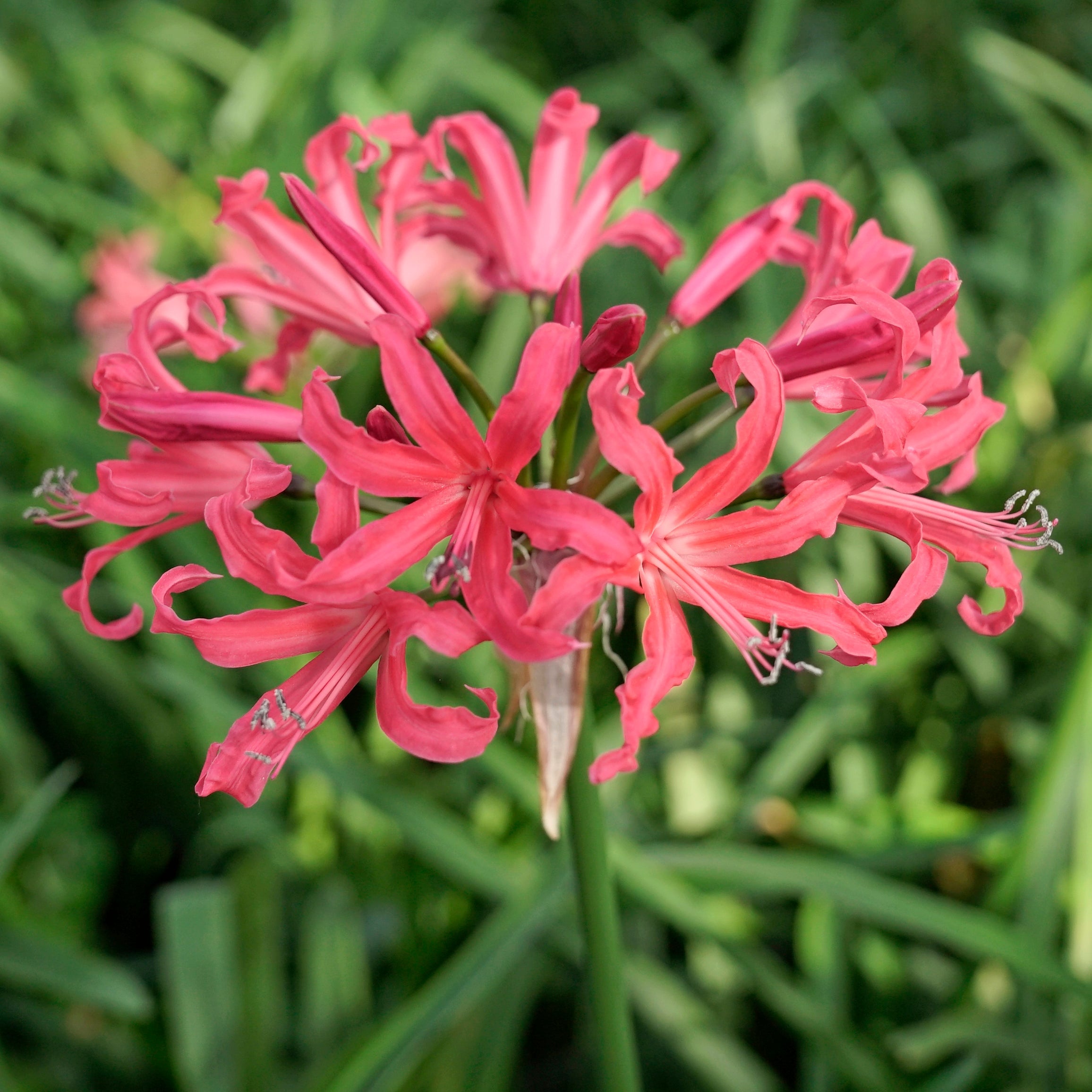 Nerine Pearls of Cherry - Nerines - Fluwel