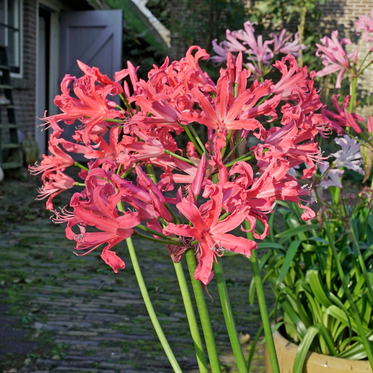 Nerine Pearls of Cherry - roze nerine - Fluwel