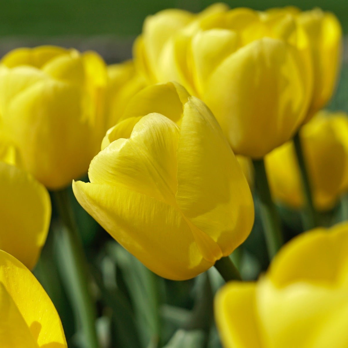 Novi Sun - Tulips - Fluwel