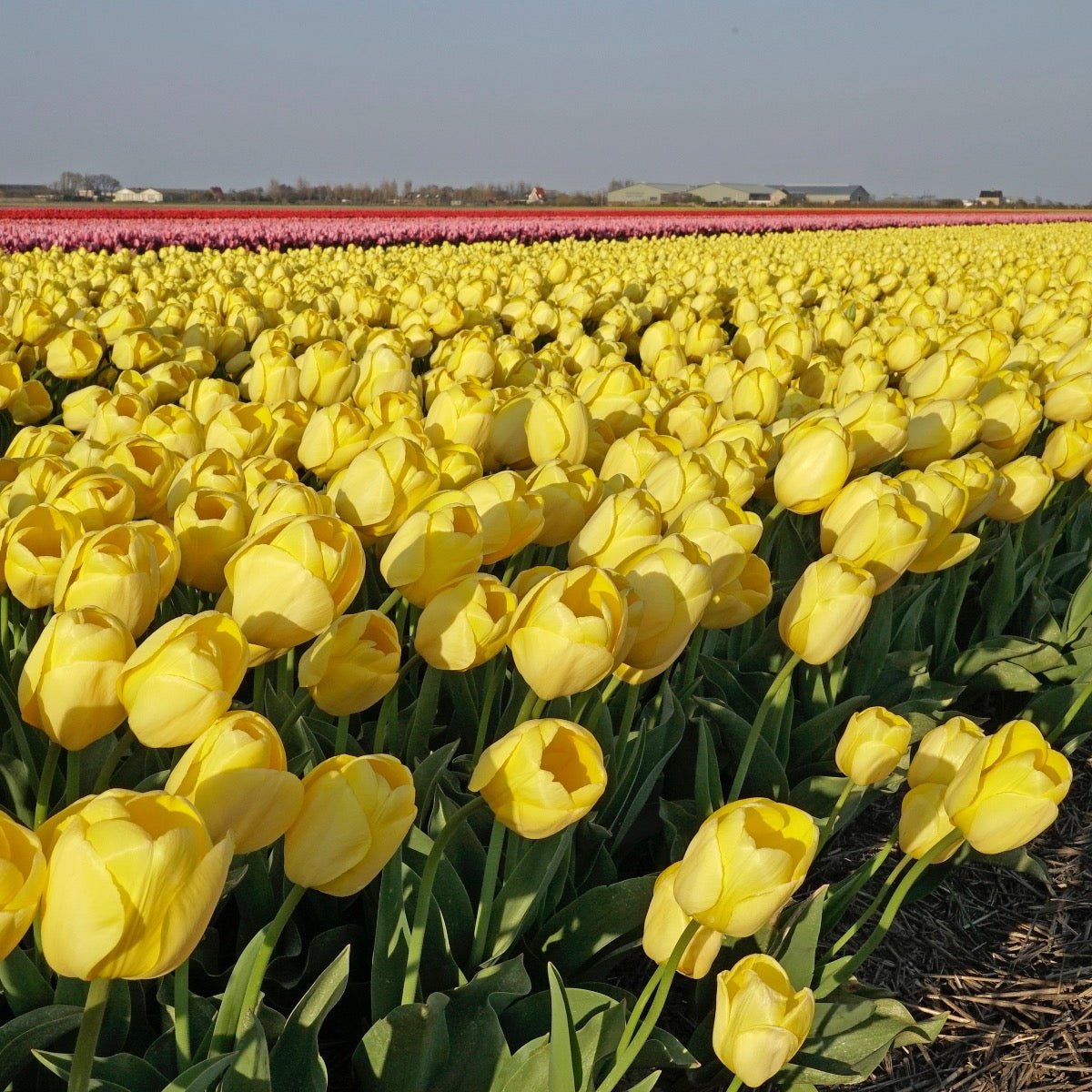 Novi Sun - Tulips - Fluwel