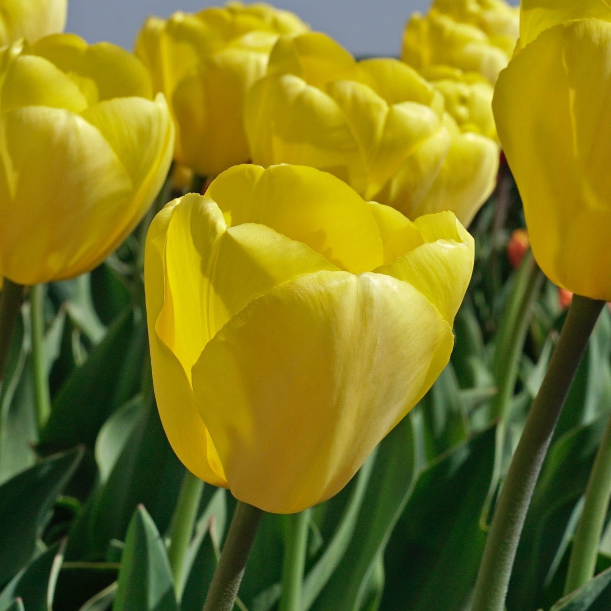 Novi Sun - Tulips - Fluwel