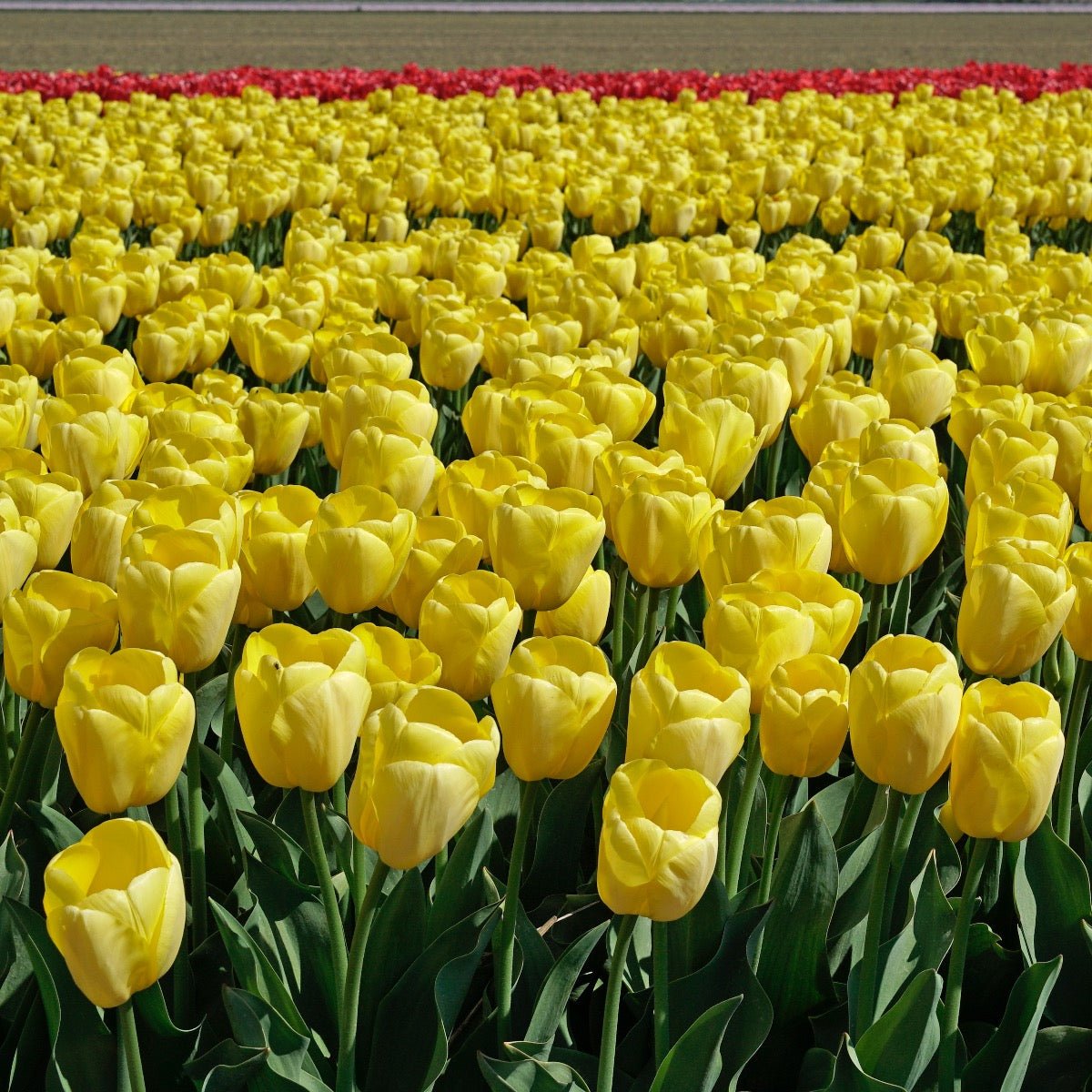 Novi Sun - Tulips - Fluwel