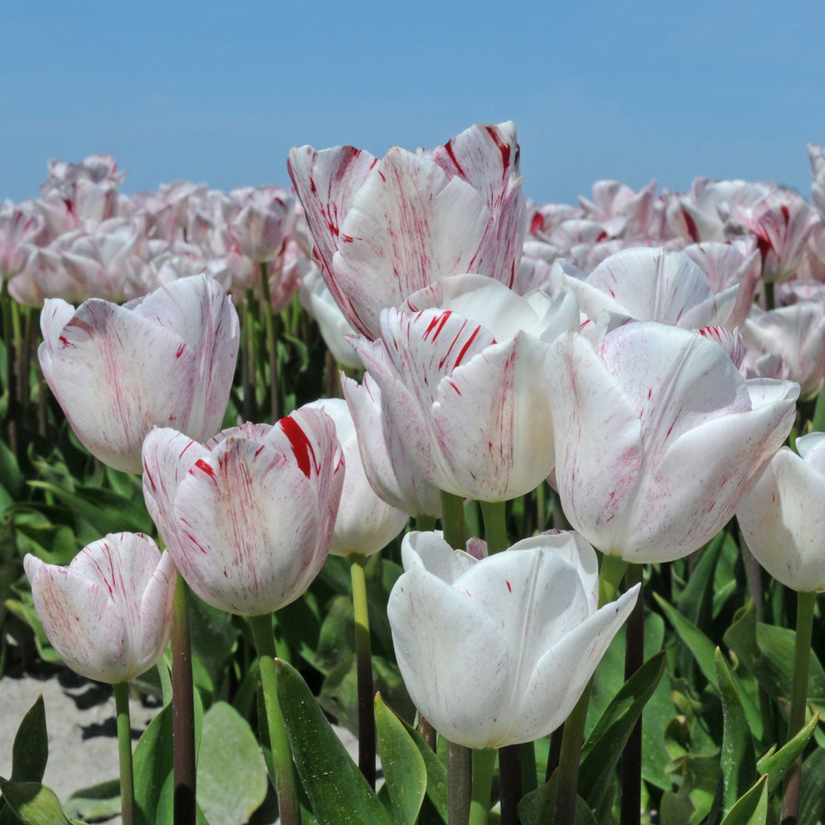 One Direction - Tulips - Fluwel