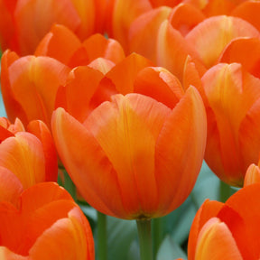 Orange Balloon - Tulips - Fluwel
