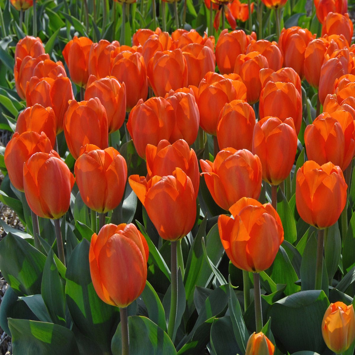 Orange Balloon - Tulips - Fluwel
