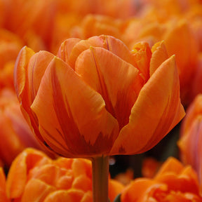 Orange Princess - Tulips - Fluwel