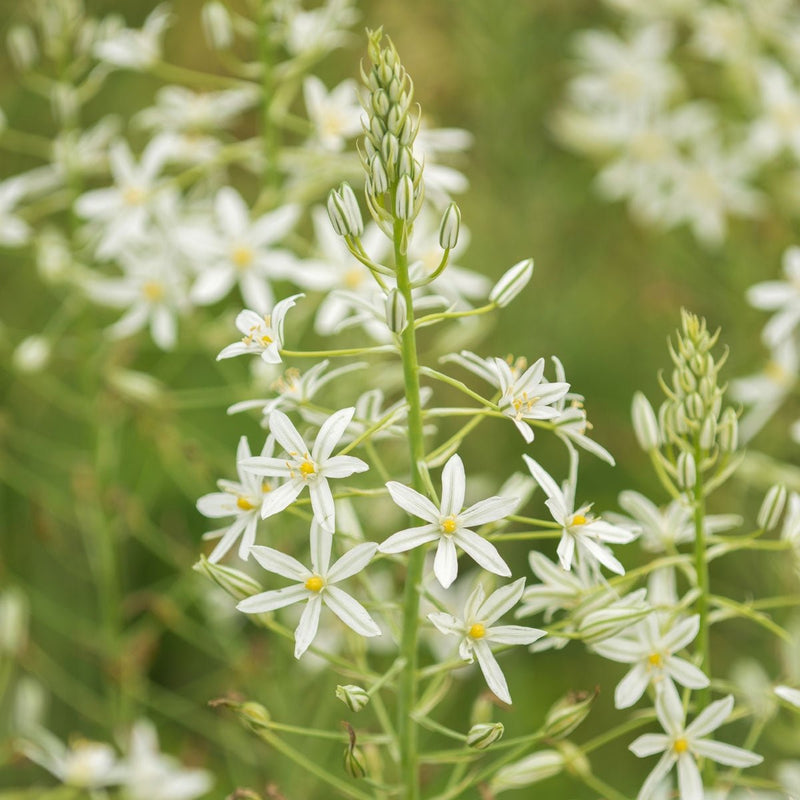 Ornithogalum nutans (Knikkende Vogelmelk)