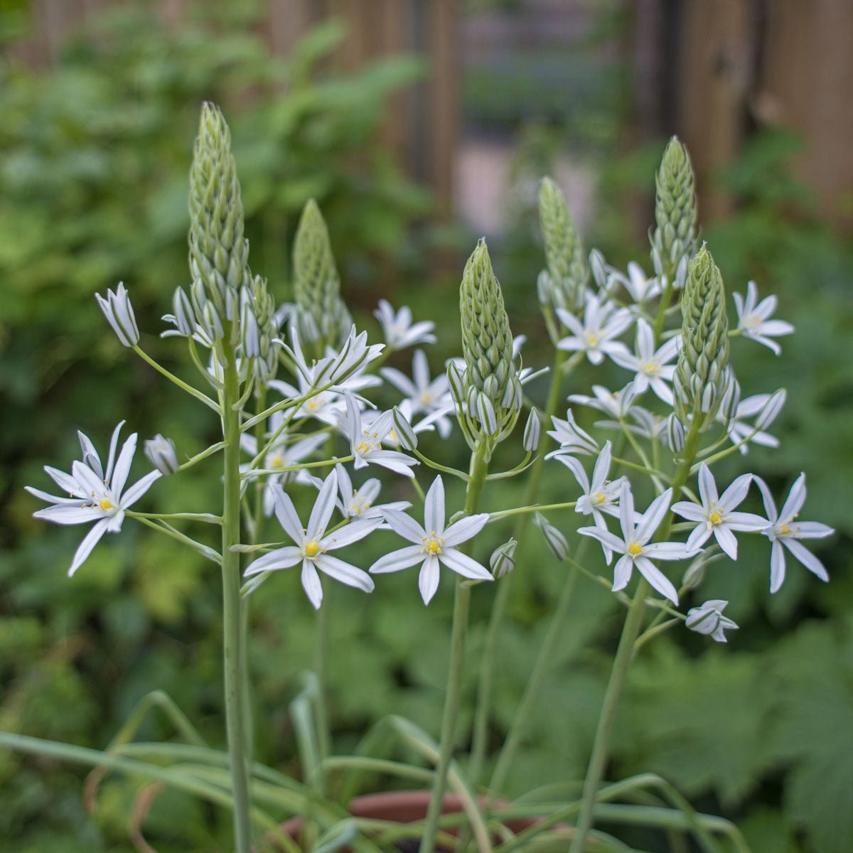 Ornithogalum ponticum Sochi - Spring specialty bulbs - Fluwel