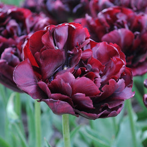 Palmyra - Tulips - Fluwel