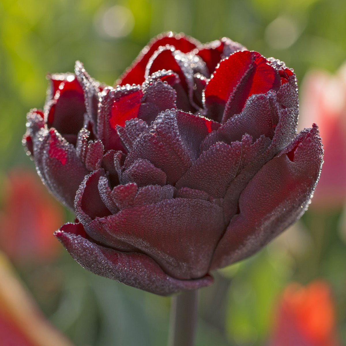 Palmyra - Tulips - Fluwel