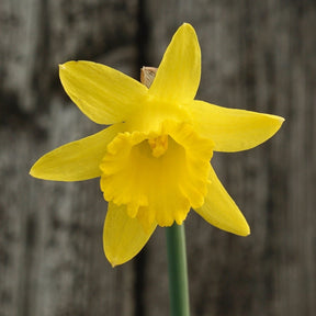 Piccolini - Narcissus - Fluwel