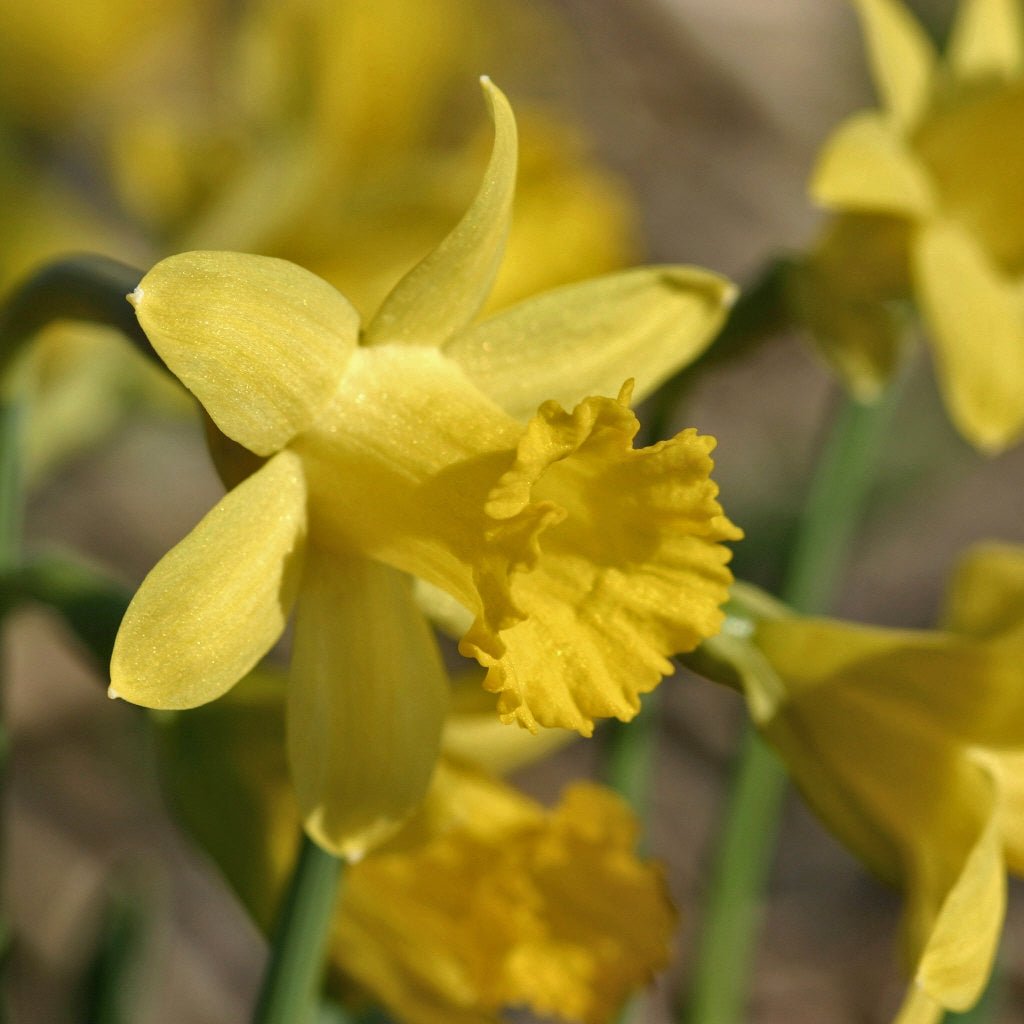 Piccolini - gele Trumpet narcis - Fluwel