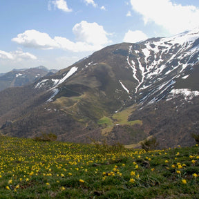 Piccolini - Narcissus - Fluwel