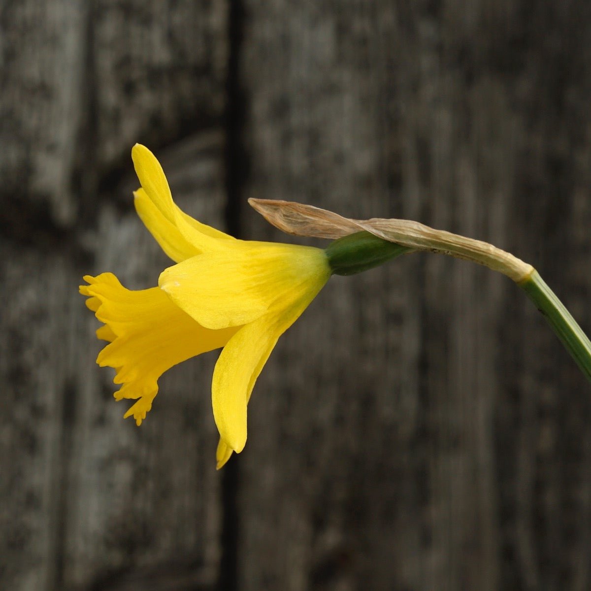 Piccolini - gele Trumpet narcis - Fluwel
