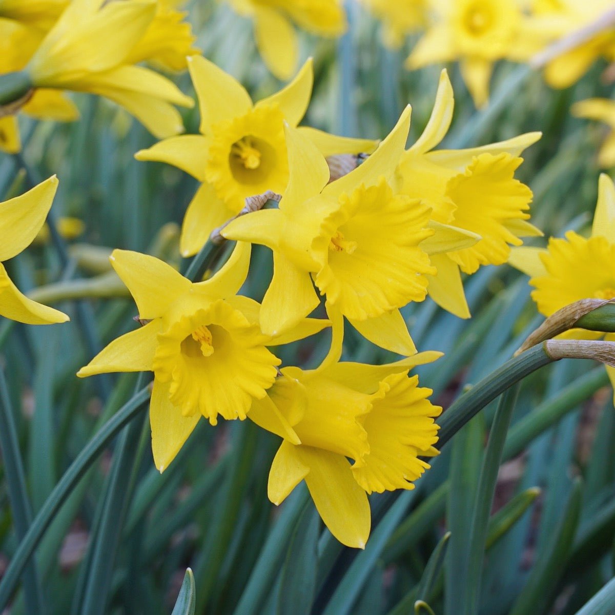 Piccolini - gele Trumpet narcis - Fluwel