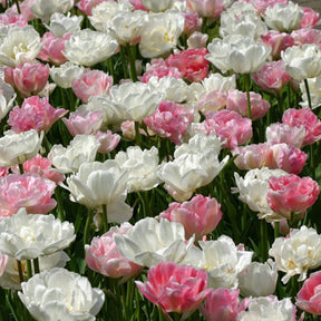 Pink Cloud - Mixes - Fluwel