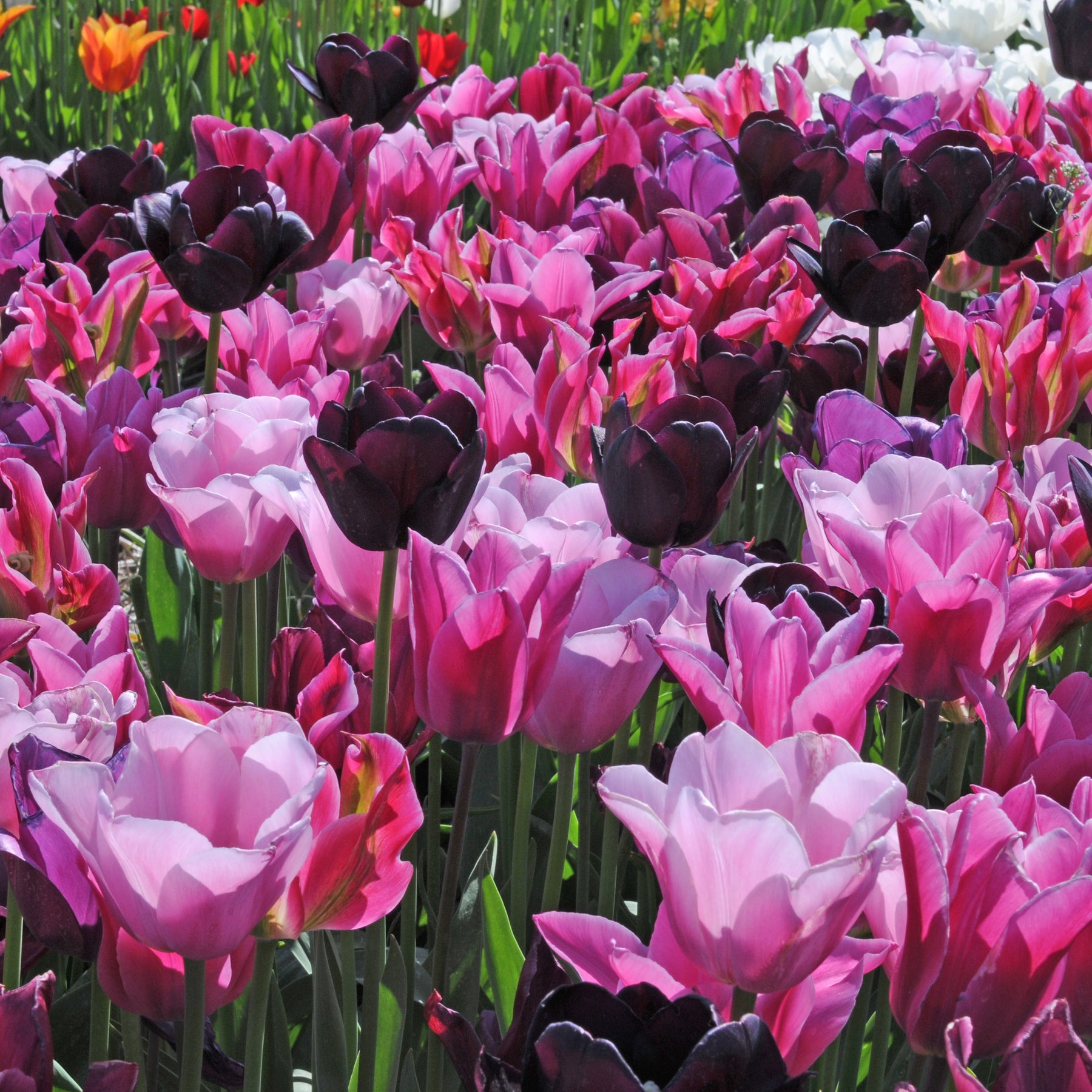 Pinotage™ - Mixes - Fluwel