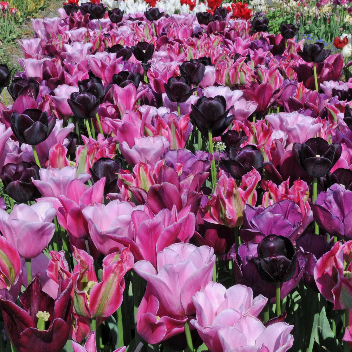 Pinotage™ - Mixes - Fluwel