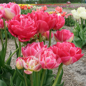 Pinza - Tulips - Fluwel