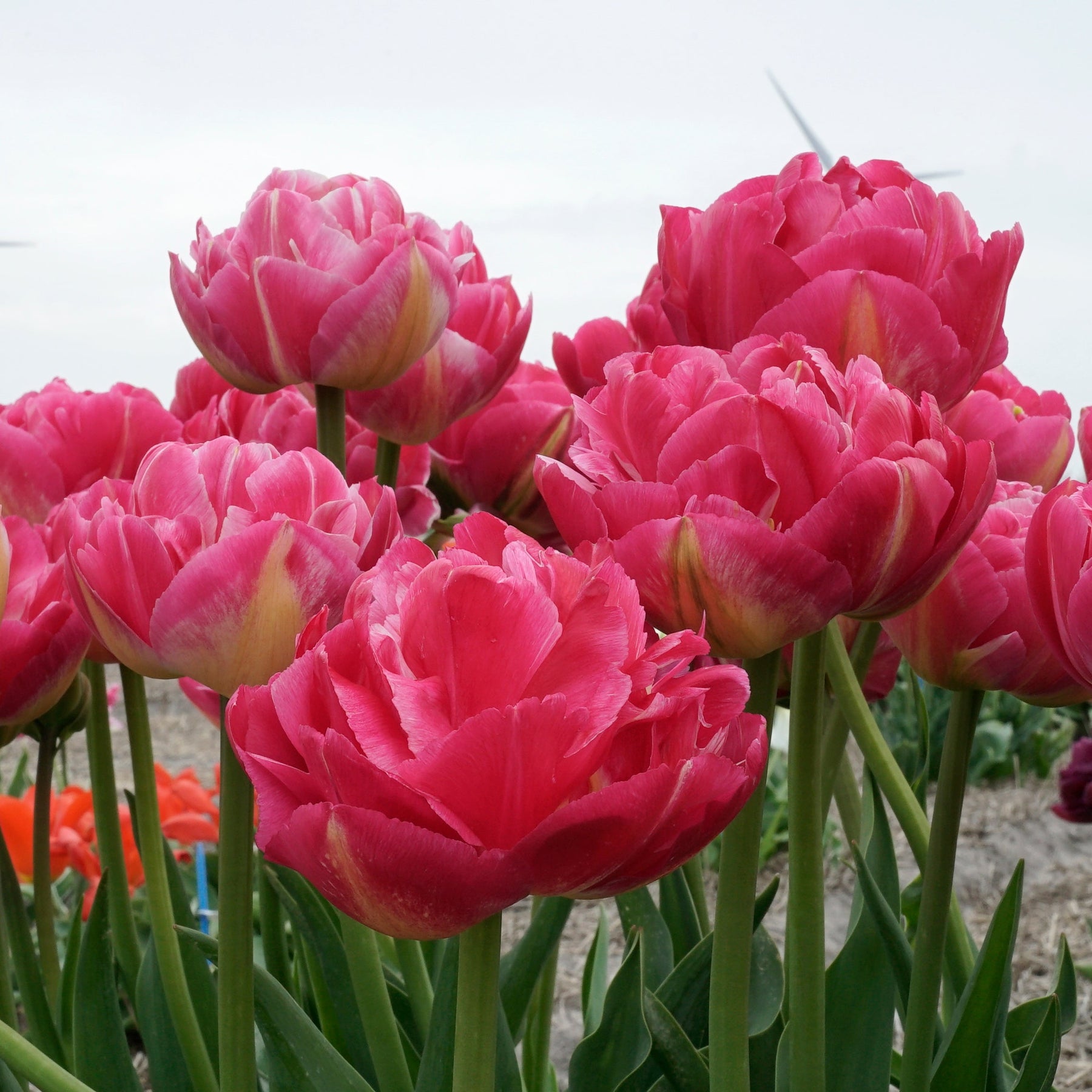 Pinza - Tulips - Fluwel