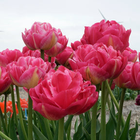 Pinza - Tulips - Fluwel