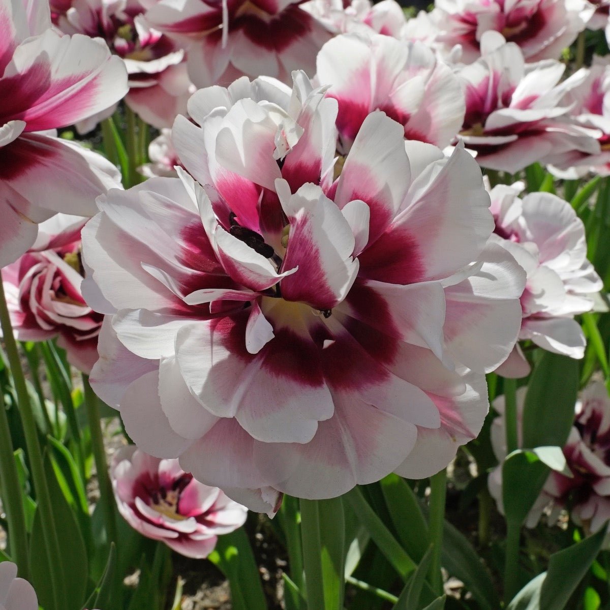 Pistache - Tulips - Fluwel