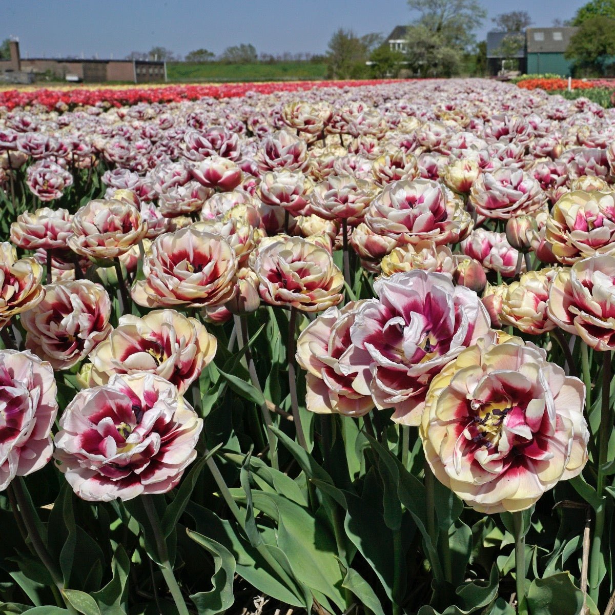 Pistache - Tulips - Fluwel