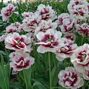 Pistache - Tulips - Fluwel