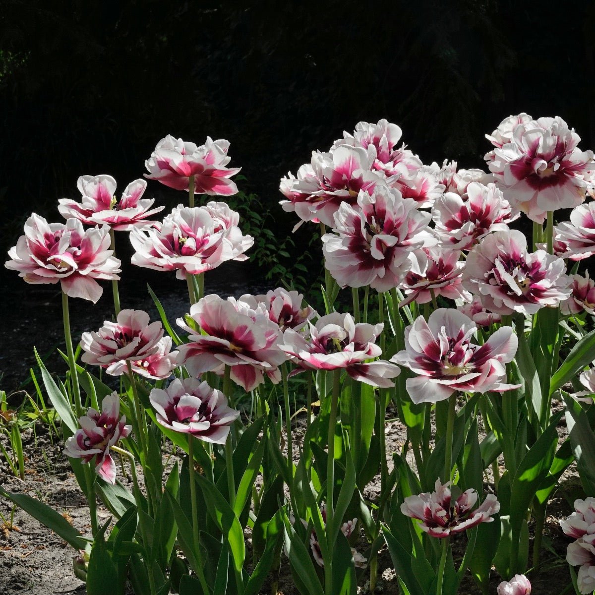 Pistache - Tulips - Fluwel