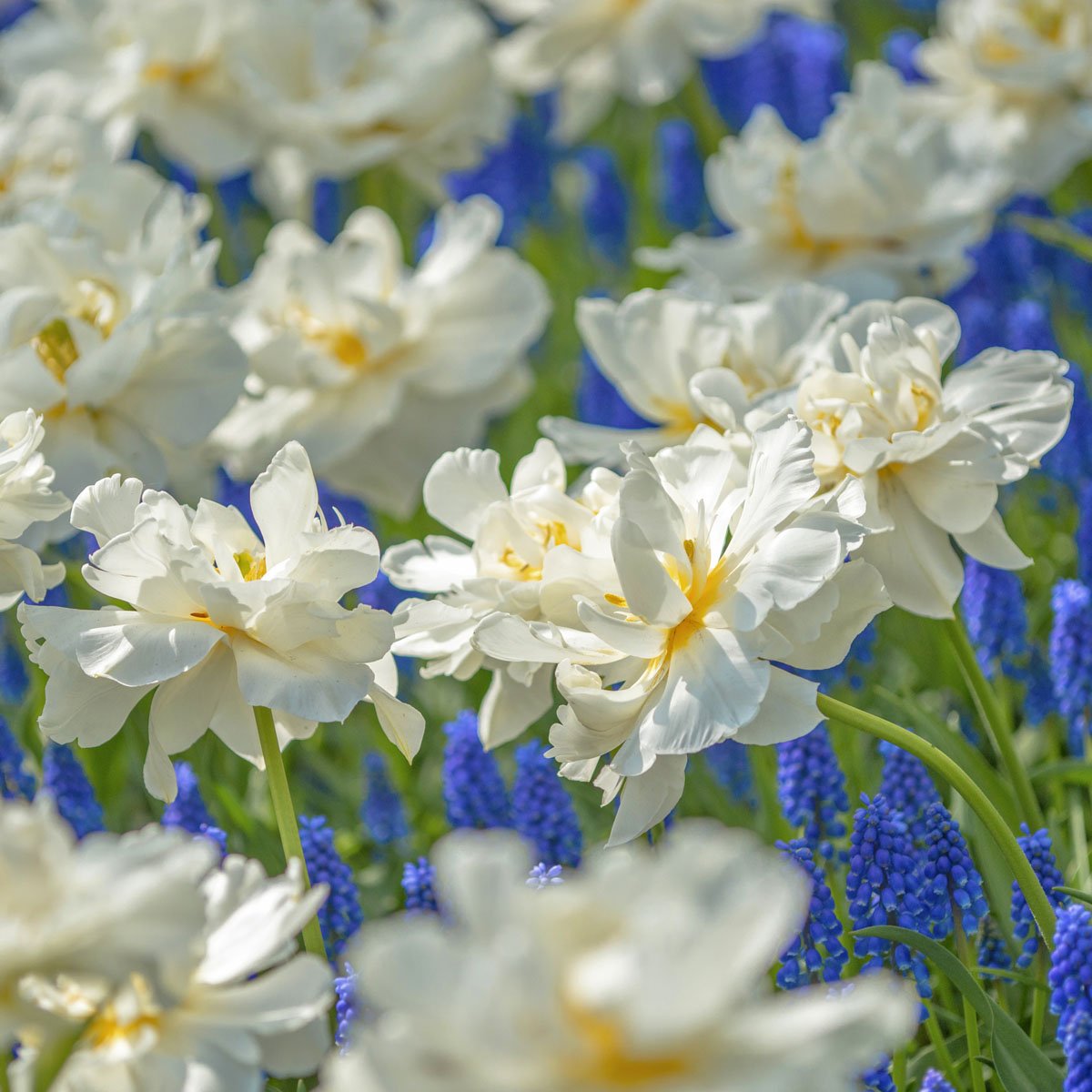 Popcorn - Tulips - Fluwel