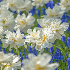 Popcorn - Tulips - Fluwel