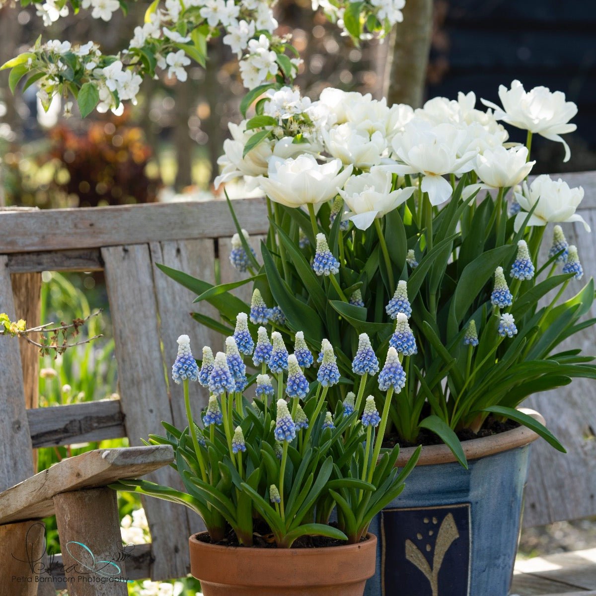 Popcorn - Tulips - Fluwel