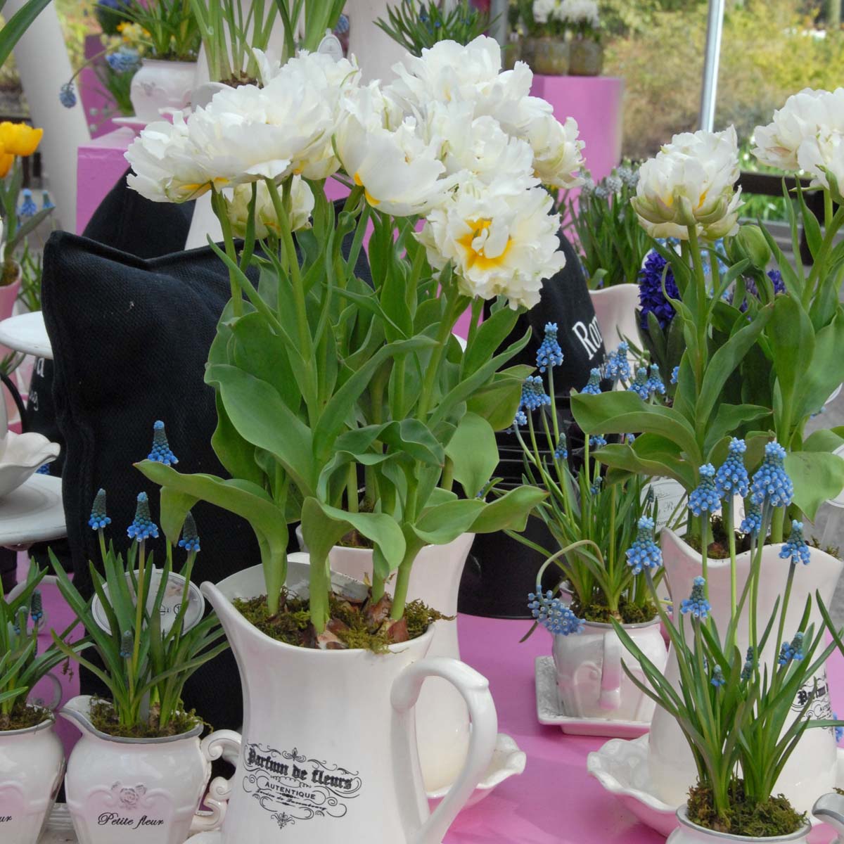 Popcorn - Tulips - Fluwel