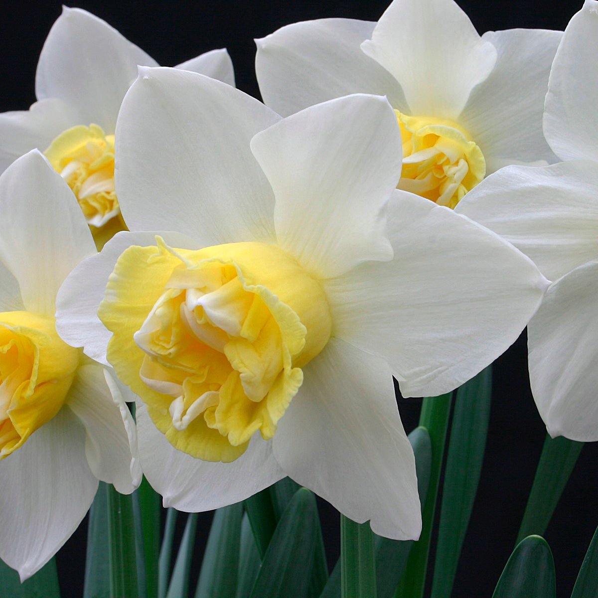 Popeye - Narcissus - Fluwel