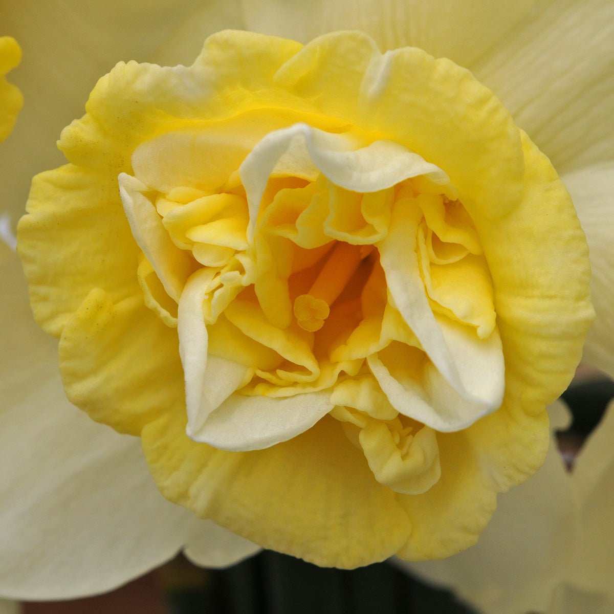 Popeye - Narcissus - Fluwel