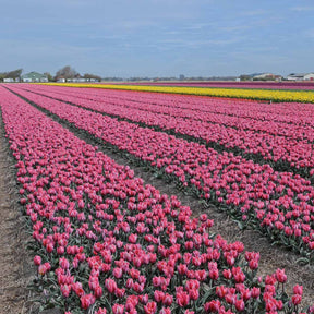 Pretty Princess - Tulips - Fluwel