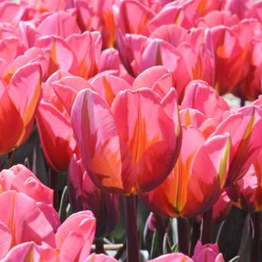 Pretty Princess - Tulips - Fluwel