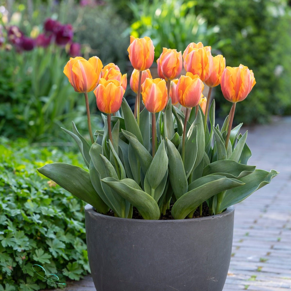 Prinses Irene - Tulips - Fluwel