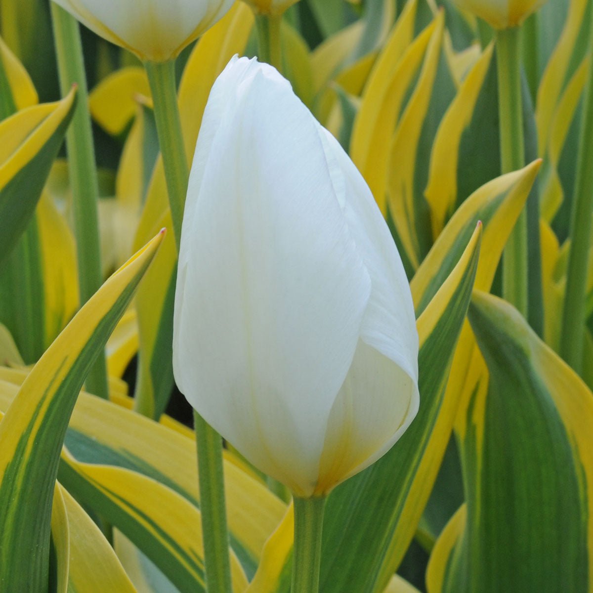 Purissima Blonde - Tulips - Fluwel