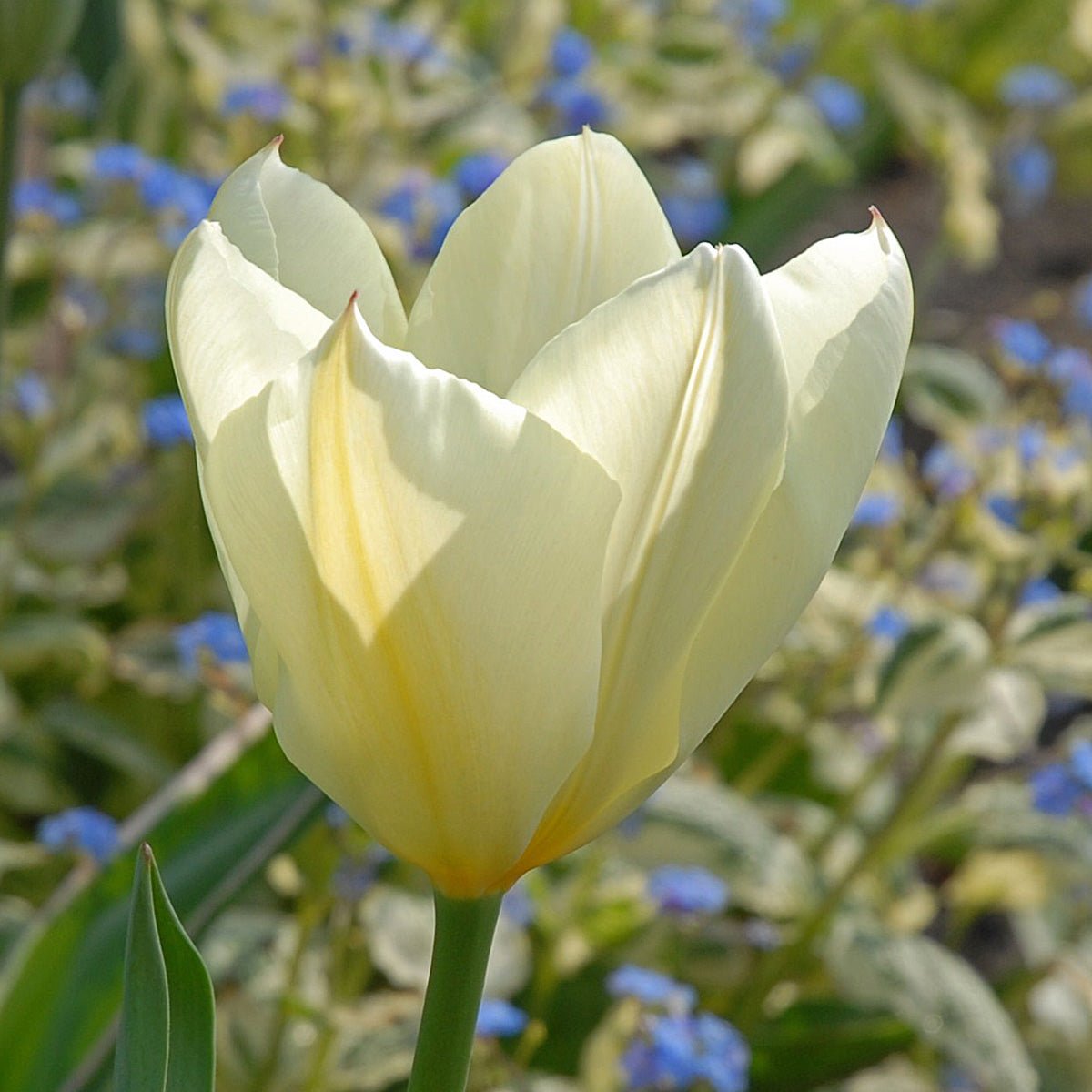 Purissima - Tulips - Fluwel