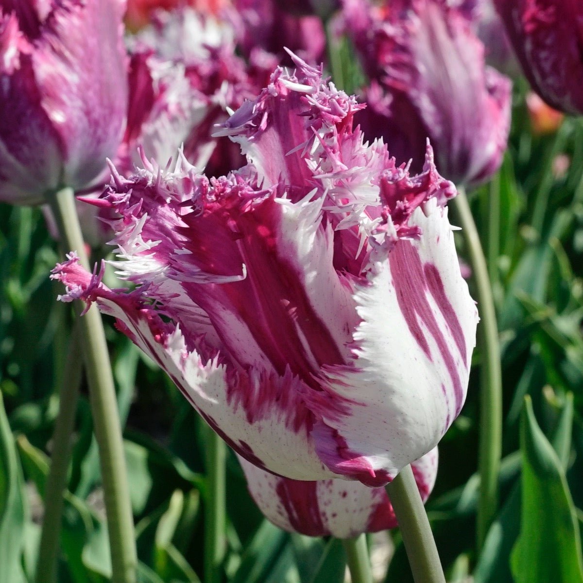Purple Circus - Tulips - Fluwel