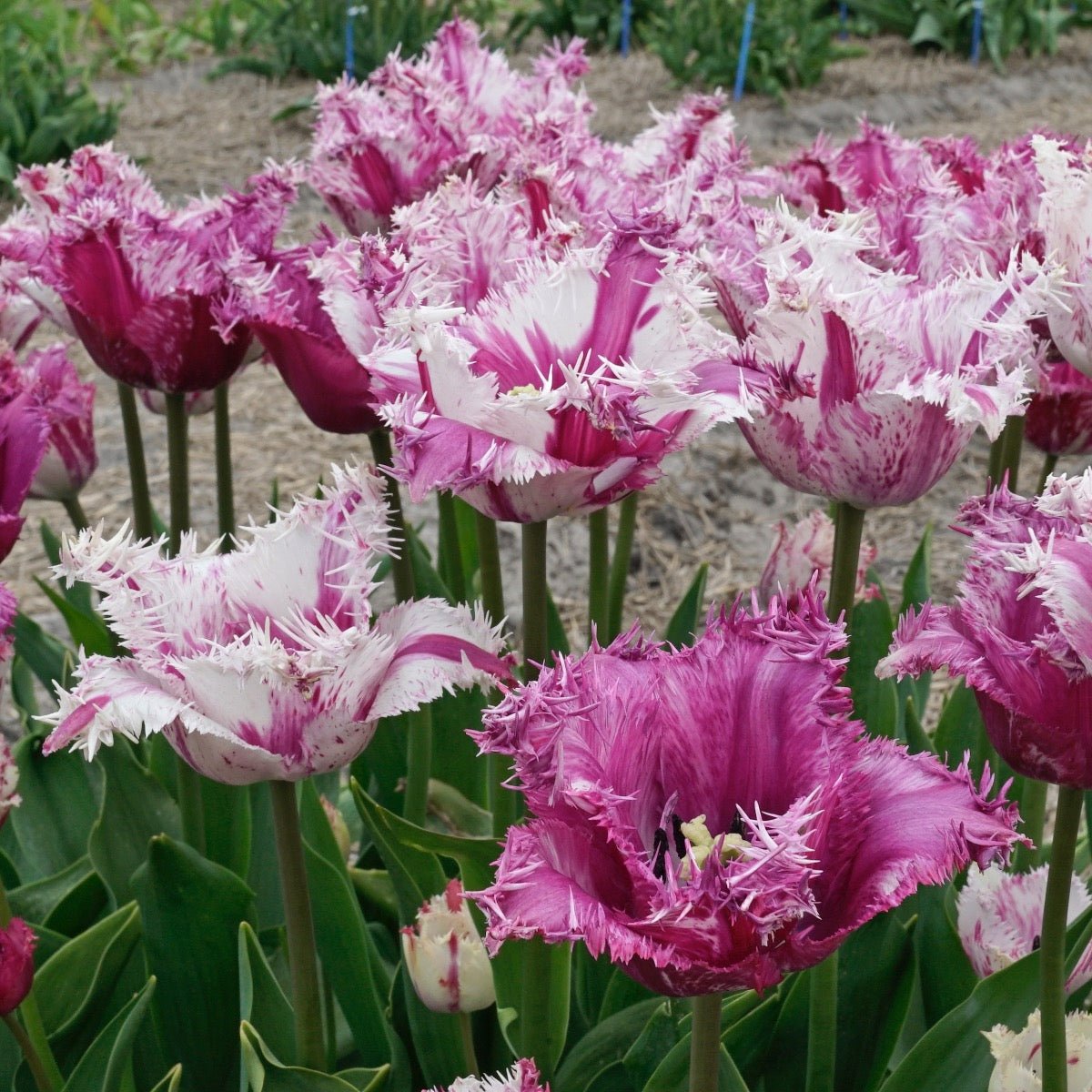 Purple Circus - Tulips - Fluwel