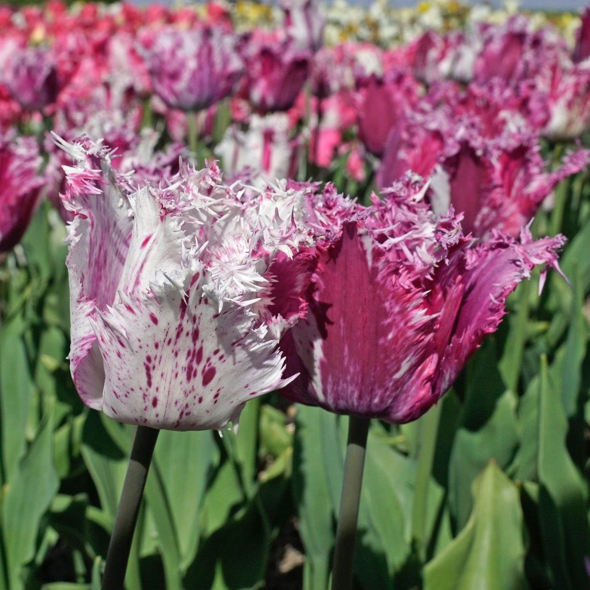 Purple Circus - Tulips - Fluwel