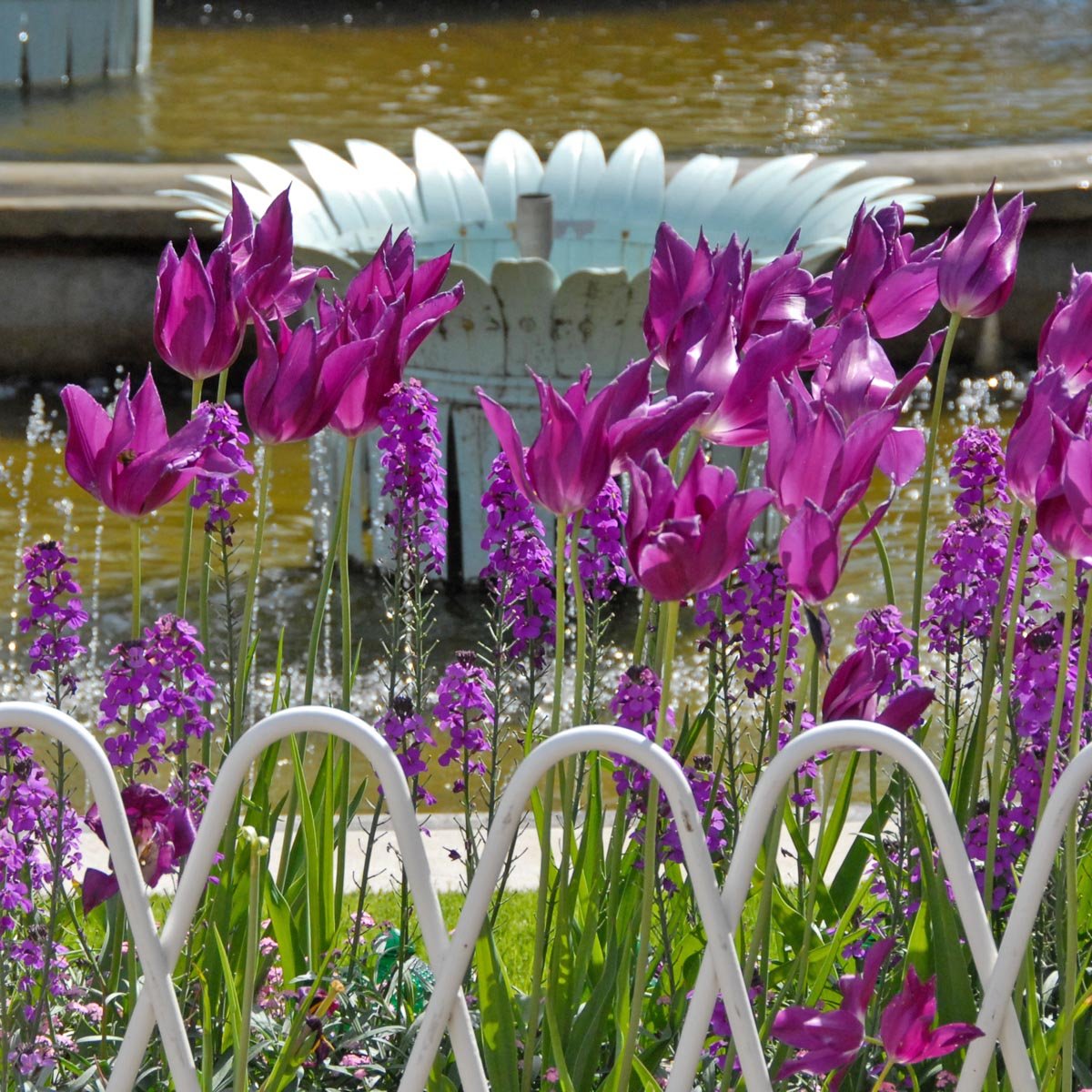 Purple Dream - Tulips - Fluwel