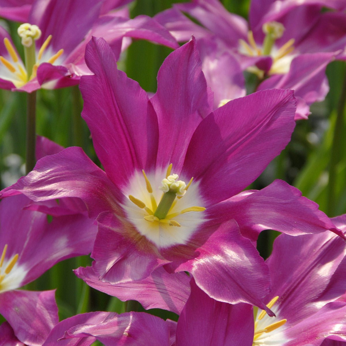 Purple Dream - Tulips - Fluwel