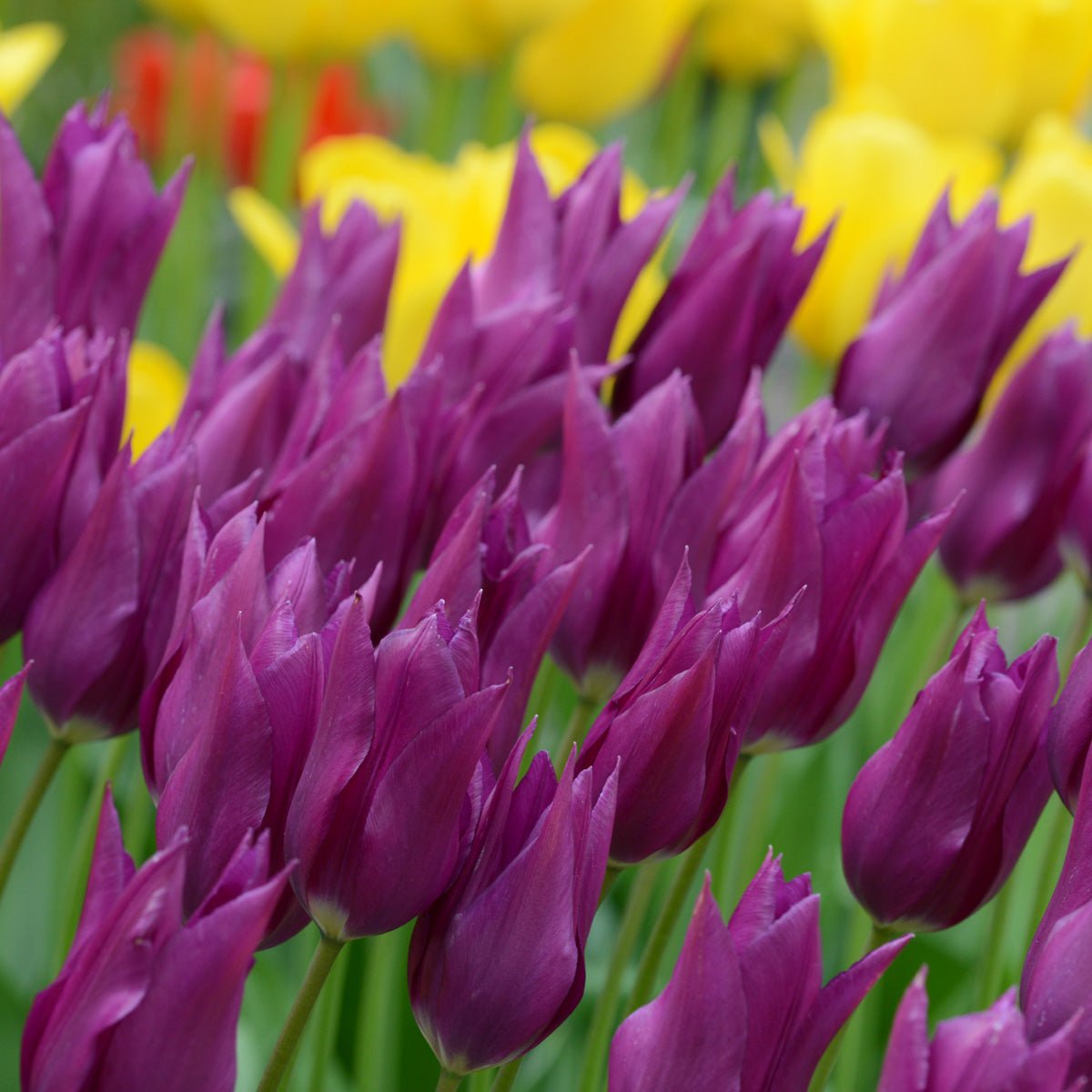 Purple Dream - Tulips - Fluwel