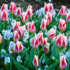 Puschkinia scilloides var. libanotica - Spring specialty bulbs - Fluwel