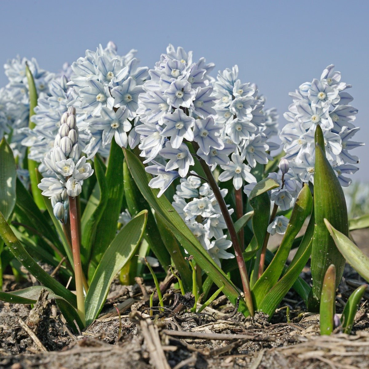 Puschkinia scilloides var. libanotica - witte puschkinia - Fluwel