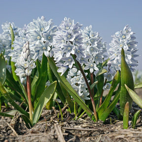 Puschkinia scilloides var. libanotica - Spring specialty bulbs - Fluwel